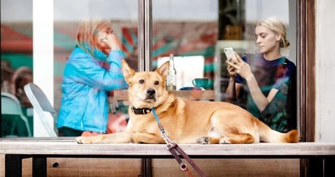 Humans are social learners Dog on bench as owner uses smart phone