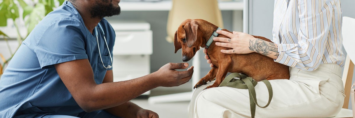 Veterinary Firm Moves Toward the Future of Pet Health Veterinarian examines small dog who is in owner's arms