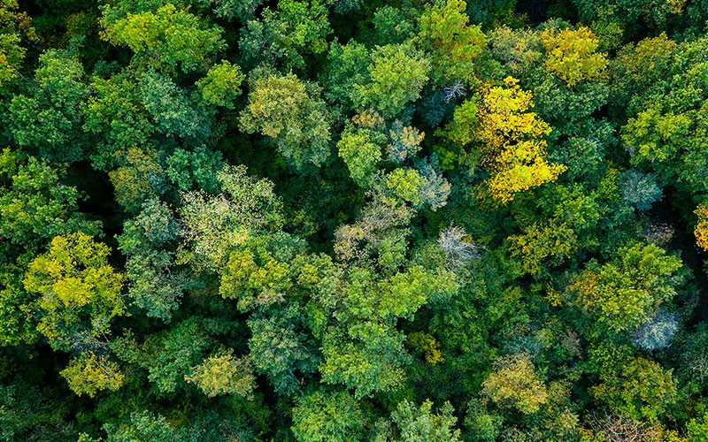 Ariel view of forest