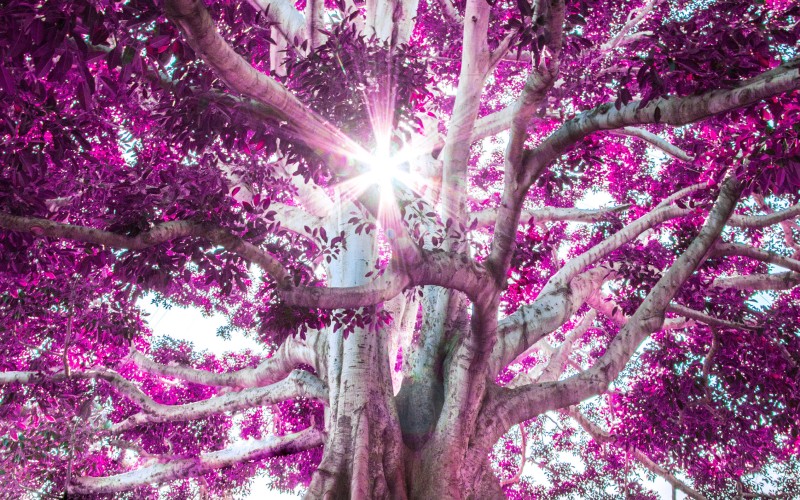Root out tech debt with Insight. pink tree branches