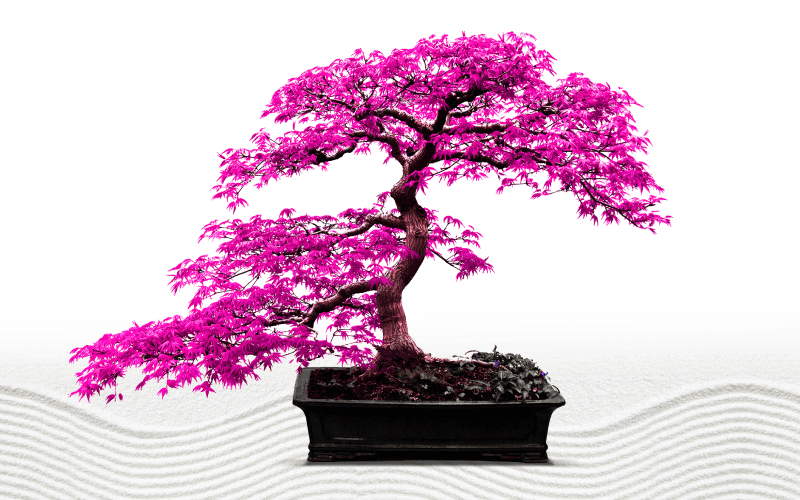 bonsai-tree-branches-sunburst-leave-your-legacy-800x500 bonsai-tree-branches-sunburst-leave-your-legacy-800x500